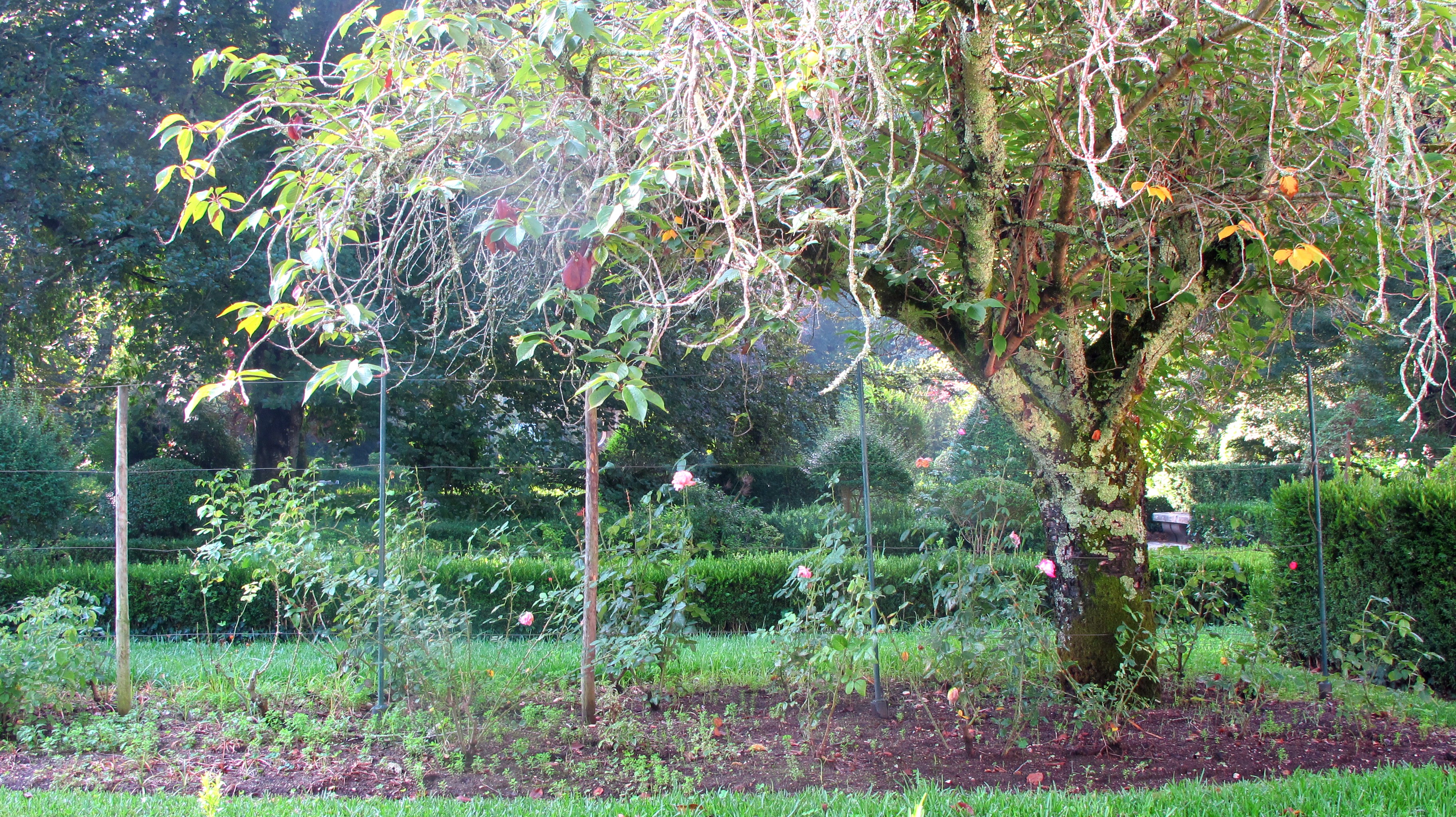 tree_in_portugal.jpg